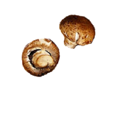 マッシュルーム